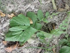 Geum macrophyllum