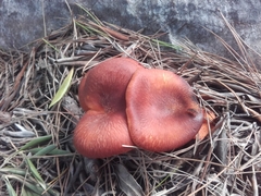 Omphalotus olearius