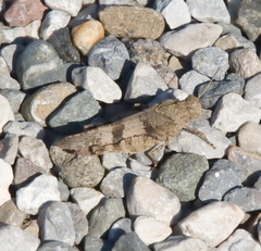 Oedipoda