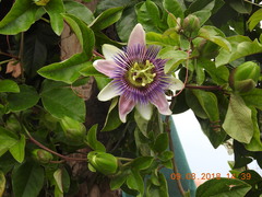 Passiflora alata × caerulea