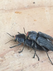 Buprestis lyrata
