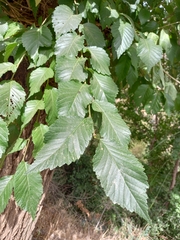 Ulmus minor