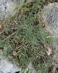 Astragalus miser