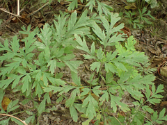 Dicentra formosa