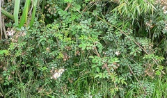 Rosa transmorrisonensis