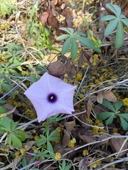 Ipomoea cairica