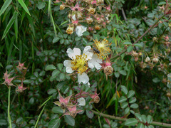Rosa transmorrisonensis