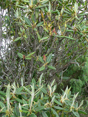 Rhododendron pseudochrysanthum