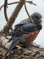 Monticola solitarius