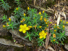 Hypericum nagasawae