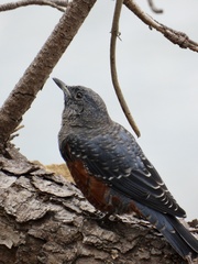 Monticola solitarius