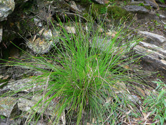 Trichophorum subcapitatum