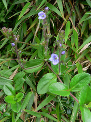 Veronica morrisonicola