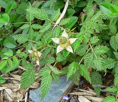 Rubus croceacanthus