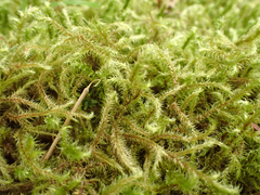 Rhytidiadelphus loreus