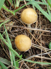 Stropharia coronilla