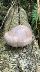 Fomitopsis betulina