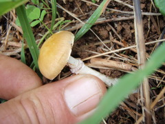 Stropharia coronilla