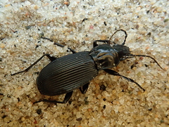 Pterostichus niger