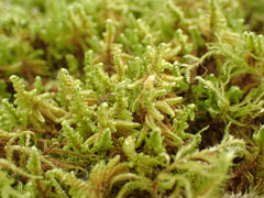 Stereodon subimponens