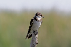 Hirundo albigularis