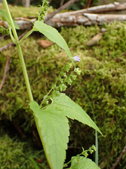 Scutellaria lateriflora
