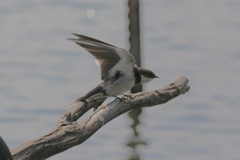 Hirundo albigularis