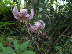 Lilium martagon
