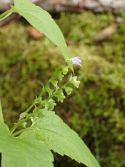 Scutellaria lateriflora
