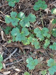 Pelargonium elongatum