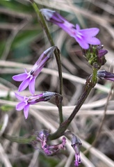 Lobelia goetzei