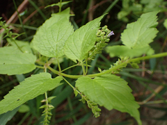 Scutellaria lateriflora