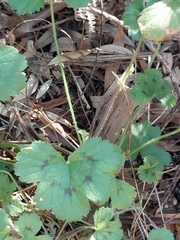 Pelargonium elongatum