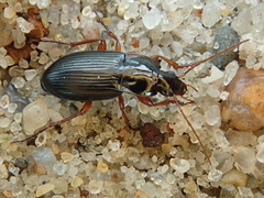 Calathus fuscipes