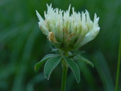 Trifolium ochroleucon