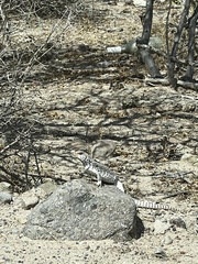 Dipsosaurus dorsalis