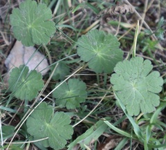 Geranium rotundifolium