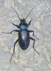 Carabus violaceus