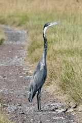 Ardea melanocephala