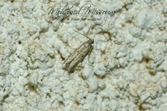 Homoeosoma electella
