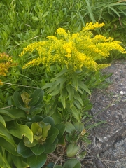 Solidago azorica