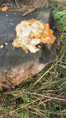 Laetiporus