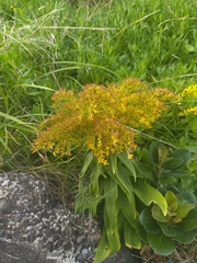 Solidago azorica