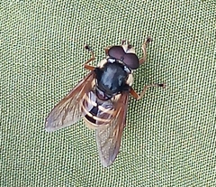 Sericomyia silentis