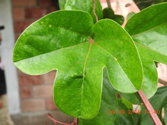 Passiflora alata × caerulea