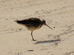 Limosa lapponica