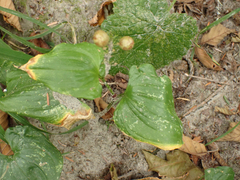 Maianthemum dilatatum