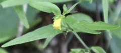 Melampyrum sylvaticum