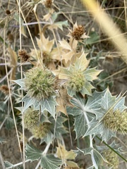 Eryngium maritimum