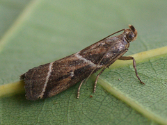 Nyctegretis lineana